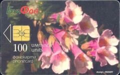 Haberlea  rhodopensis Friv