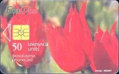 Tulipa rhodopensis Friv
