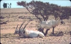 Arabian Oryx