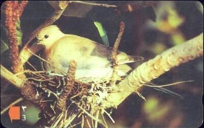Palm Dove