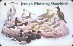 Jersey s Wintering Shorebirds