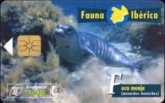 Fauna Iberica  Foca Monje
