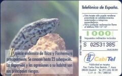 Fauna Iberica  Lagartija de las pitiusas