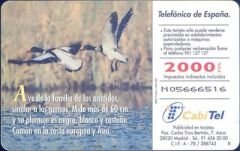 Fauna Iberica  Tarro Blanco