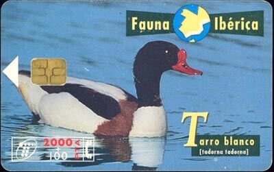 Fauna Iberica  Tarro Blanco
