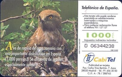 Fauna Iberica Aguila Celebrera