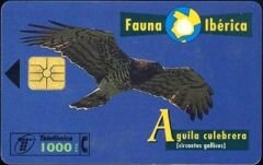 Fauna Iberica Aguila Celebrera